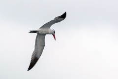 Caspian Tern [Hydroprogne caspia]