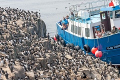 Common Murre [Uria aalge albionis]