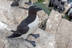 Razorbill [Alca torda islandica]
