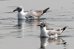 Franklin's Gull [Leucophaeus pipixcan]