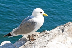 Black-legged Kittiwake [Rissa tridactyla tridactyla]