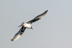 White-winged Tern [Chlidonias leucopterus]