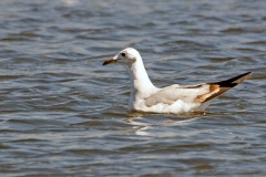 Grey-headed Gull [Chroicocephalus cirrocephalus poiocephalus]