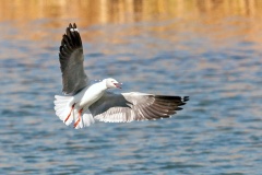 Grey-headed Gull [Chroicocephalus cirrocephalus poiocephalus]