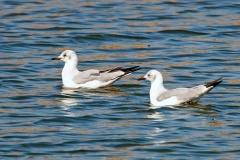 Grey-headed Gull [Chroicocephalus cirrocephalus poiocephalus]