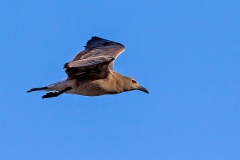 Lava Gull [Leucophaeus fuliginosus] 