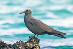 Brown Noddy [Anous stolidus galapagensis] 