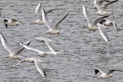 Black-headed Gull [Chroicocephalus ridibundus] 