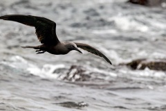 Brown Noddy [Anous stolidus galapagensis] 