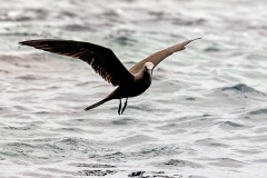 Brown Noddy [Anous stolidus galapagensis] 