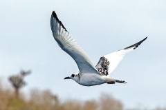 Swallow-tailed Gull [Creagrus furcatus] 