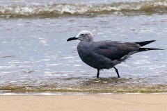 Grey Gull [Leucophaeus modestus] 