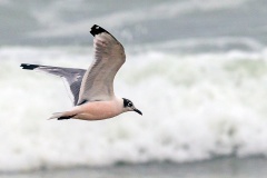 Brown-hooded Gull [Chroicocephalus maculipennis] 