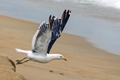 Kelp Gull [Larus dominicanus dominicanus] 