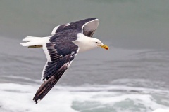 Kelp Gull [Larus dominicanus dominicanus] 