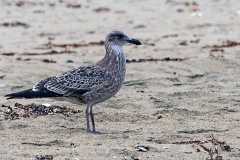 Kelp Gull [Larus dominicanus dominicanus] 