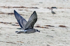 Kelp Gull [Larus dominicanus dominicanus] 