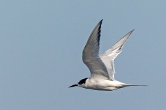 South American Tern [Sterna hirundinacea] 