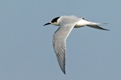South American Tern [Sterna hirundinacea] 