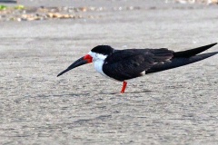 Black Skimmer [Rynchops niger cinerascens]  