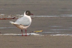 Brown-hooded Gull [Chroicocephalus maculipennis] 