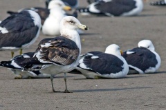 Kelp Gull [Larus dominicanus dominicanus] 