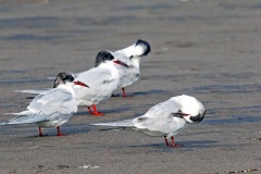 South American Tern [Sterna hirundinacea] 