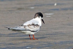 South American Tern [Sterna hirundinacea] 