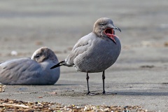 Grey Gull [Leucophaeus modestus] 