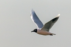 Brown-hooded Gull [Chroicocephalus maculipennis] 