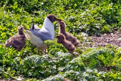 Black-headed Gull [Chroicocephalus ridibundus] 