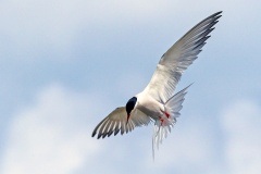 Common Tern [Sterna hirundo hirundo] 