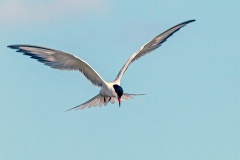 Common Tern [Sterna hirundo hirundo] 