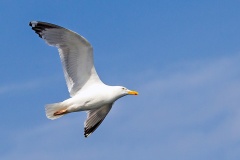 European Herring Gull [Larus argentatus argenteus] 