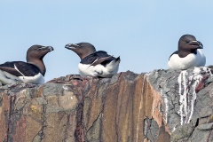 Razorbill [Alca torda islandica]
