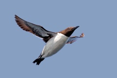 Common Murre [Uria aalge albionis]