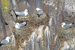 Black-legged Kittiwake [Rissa tridactyla tridactyla] 
