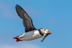 Atlantic Puffin [Fratercula arcticas]