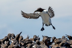Common Murre [Uria aalge albionis]