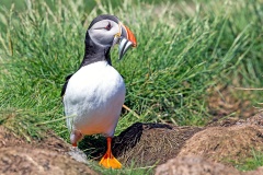 Atlantic Puffin [Fratercula arcticas]