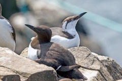 Common Murre [Uria aalge albionis]