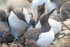 Common Murre [Uria aalge albionis]