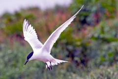 Sandwich Tern [Thalasseus sandvicensis]