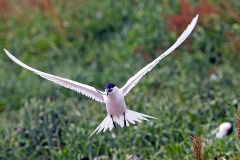 Sandwich Tern [Thalasseus sandvicensis]
