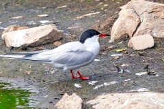 Common Tern [Sterna hirundo hirundo] 