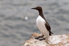 Common Murre [Uria aalge albionis]