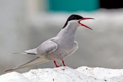 Arctic Tern [Sterna paradisaea] 