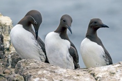 Common Murre [Uria aalge albionis]
