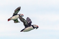 Atlantic Puffin [Fratercula arcticas]