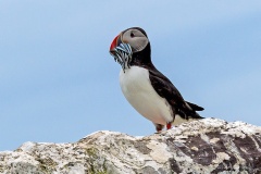 Atlantic Puffin [Fratercula arcticas]